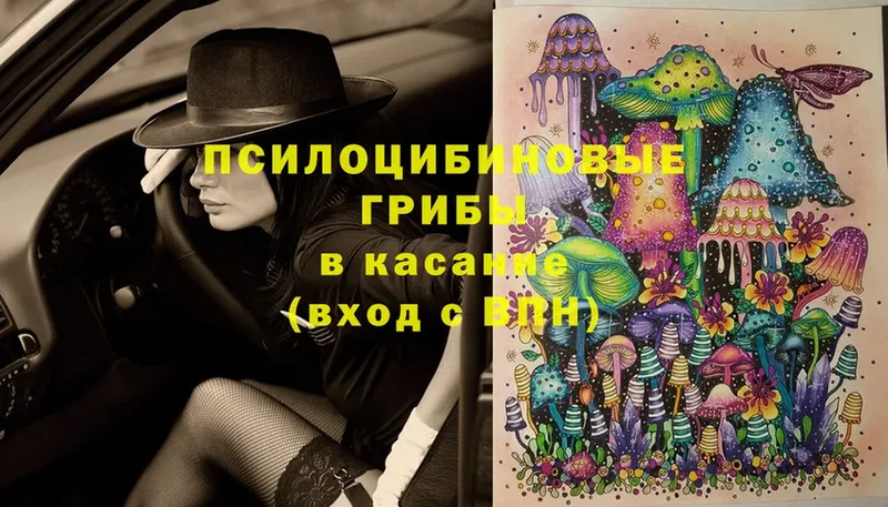 Псилоцибиновые грибы Cubensis  блэк спрут сайт  Тайга 